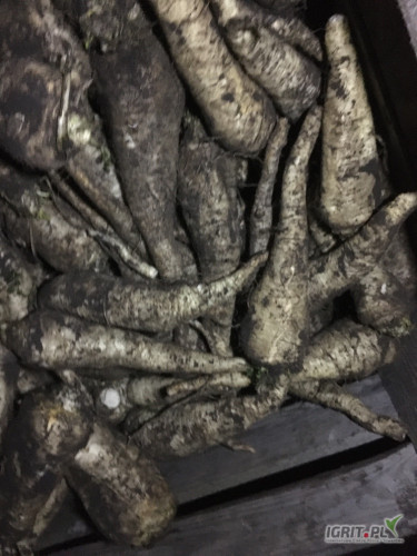 Sprzedam pietruszkę Arat, kaliber 5+, kopana za nać, ilość 5t, opakowanie dowolne