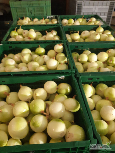 Witam obieramy ręcznie cebulę na zamówienie na biało lub jak na market w kalibrze 7-11 lub mniejszy ilości busowe zapraszam 