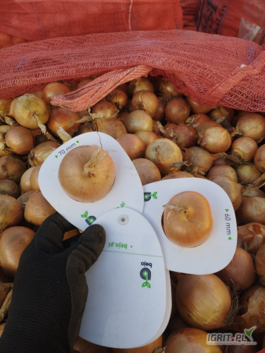 Sprzedam cebule obcięta wysortowana 5-8 
