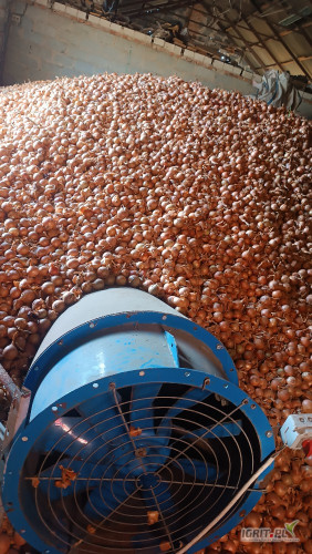 Cebula odmiany hybelle kaliber  5-10 ilości tirowe 