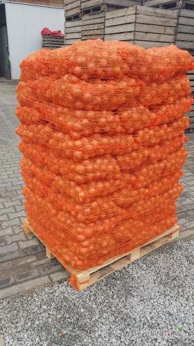 Witam sprzedam cebule w workach 15kg kaliber 45-80mm 
