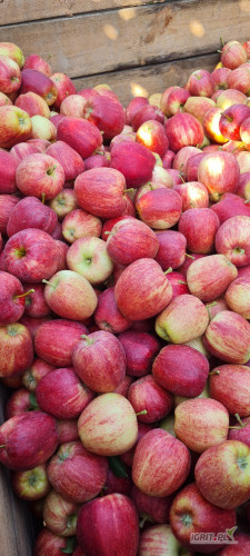 Sprzedam za wagę Gala Schniga 140 skrzyn, Sampion 130 skrzyn, Mutsu 67 skrzyn. 