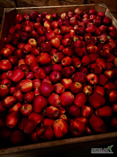 Sprzedam glostera ładnie wybarwionego 