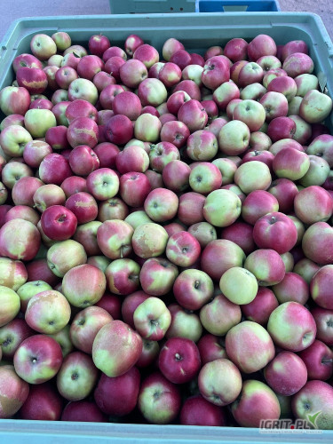 Sprzedam 20 t idareda z mniejszymi wymaganiami( trafiają się obrączki pomrozowe)