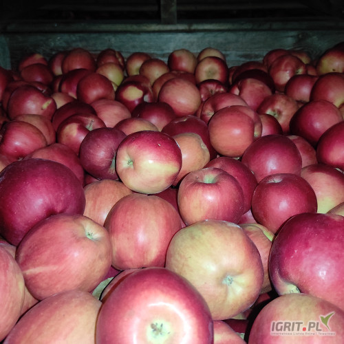 Sprzedam 100 skrzyń czerwonego idareda za wagę w skrzyni.