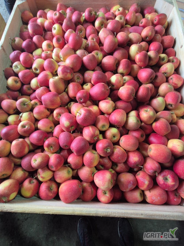 Sprzedam Red Pinove z KA 100 skrzyn za wagę 