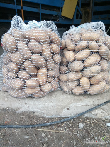 Sprzedam ziemniaki jadalne catania 17zł - worek 15kg. Na tą chwile uszykowane 400 worków. Możliwy transport