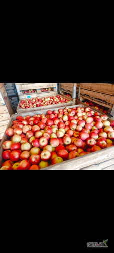 Sprzedam jabłko z Ka+ fresh .Odmiany: Idared, Jonagold, Golden, Prince , Jeronimo. Za wagę w skrzyni