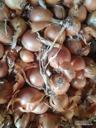 Sprzedam tirowe ilości cebuli. Odmiana Crockett. .Więcej informacji tylko pod numerem telefonu 792 101 071. Woj. wielkopolskie gm....