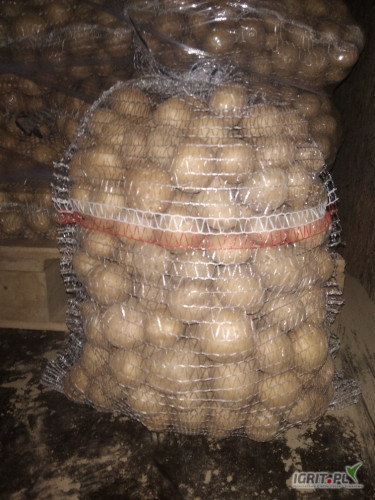 Sprzedam ziemniaki SIFRA drobne 30-45 rok po wymianie . Towar pierwsza klasa ok. 10 ton