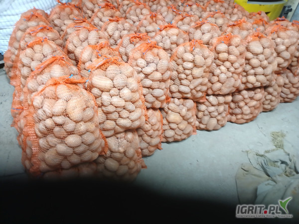 Sprzedam ziemniaka żółtego jadalnego soraje 200 wor gotowe zdrowego z jasnej ziemi 