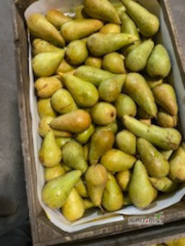 sprzedam konferencje 5.5+ i 5.5 - ,w skrzynce