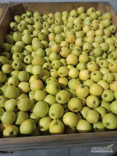 Sprzedam jabłko Golden 6,5+ w dowolne opakowanie lub za wage ilość 32skrzynie
