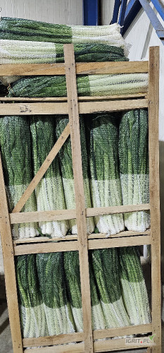 Sprzedam por, kraj pochodzenia Albania. 