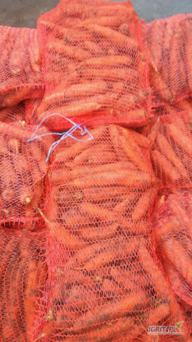 Sprzedam  marchew handlową na brudno pakowana pod klijęta cena do uzgodnienia posiadam jeszcze cebulę  i ziemiaki jak bym nie odbierał...