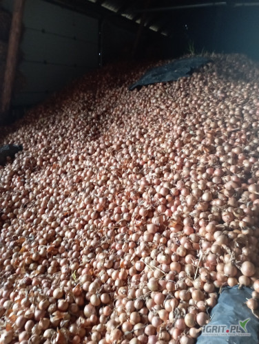 Sprzedam cebulę odmiana hybelle.Cebula zdrowa ,dosuszona na bieżąco bez objaw chorobowych.Towar zmagazynowany po koszu...