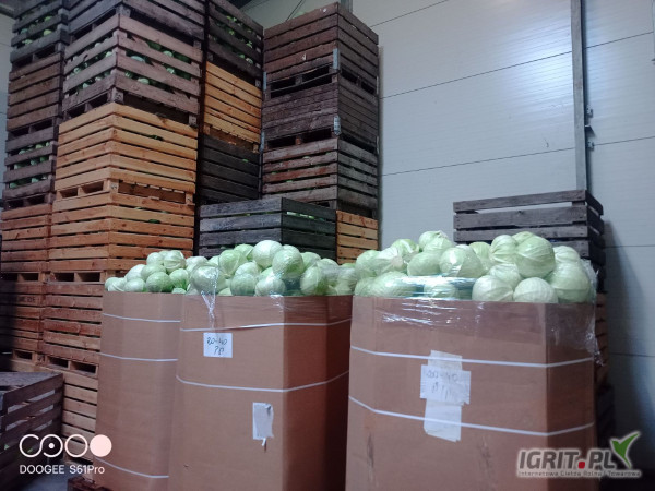Kupię kapustę handlową kaliber 1kg -4 kg w karton boks ilości tirowe płatne na zaladunku