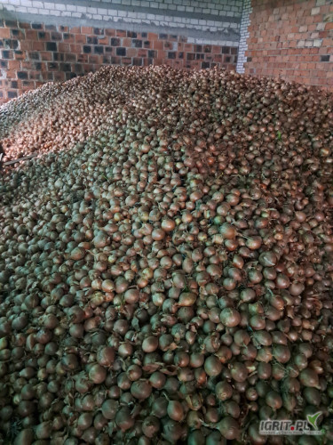 Sprzedam cebulę żółtą kaliber 4,5- 8 luzem w ilości 75 ton.