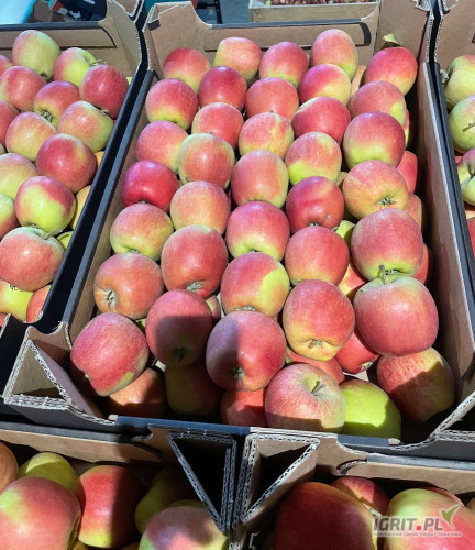 Sprzedam na gotowo  Szampiona 6.8-7.8