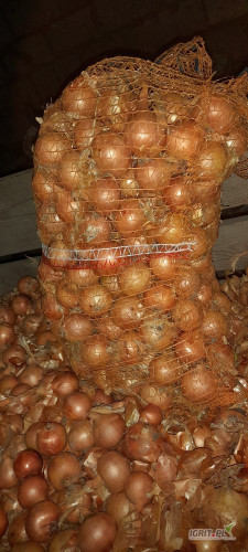 Sprzedam cebulę odmiana centro. Kaliber +4,5. Nie fazerowana. Posiadam około 2 ton. Cena 1,20 zł za 1 kg, pakowana w worek 15 kg....