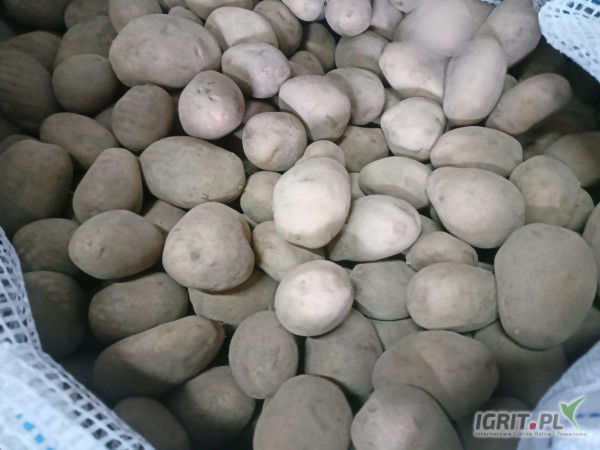 Ziemniaki surmia 35-55mm. 6 ton. 1,3zl. Pakowane w worki 1,4zl