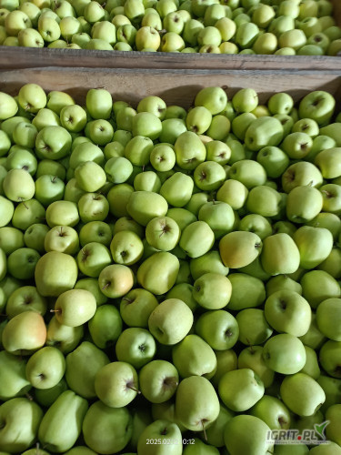 Golden ka Smart 42 skrzynie 