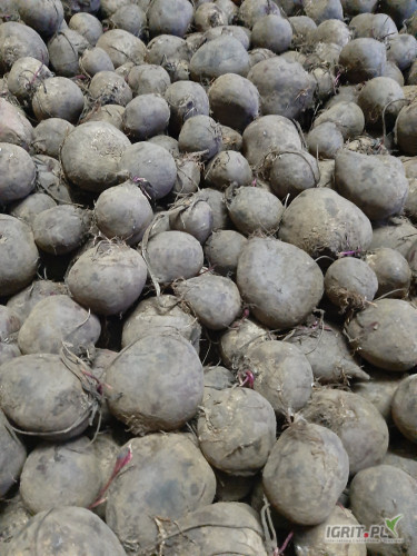 Sprzedam burak czerwony okrągły monety kal. 5-10.Opakowanie do uzgodnienia. 