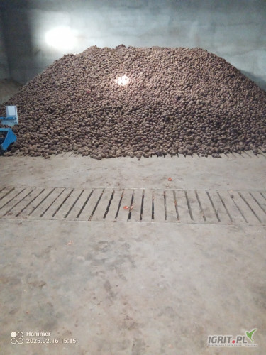 Sprzedam buraczki czerwone z przechowalni czyste przesortowane