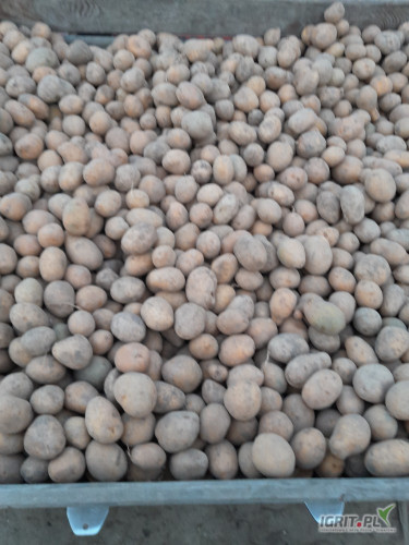 Sprzedam  Melody  w kalibracja  30  4.5  świeży