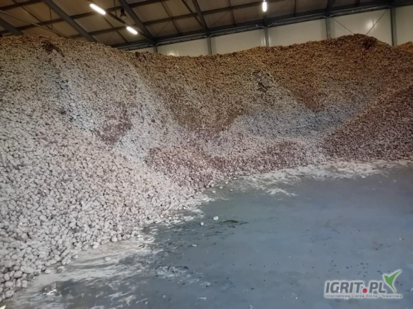 Nawiążemy współpracę z producentami ziemniaków. Ilości tirowe, pakowane w big bag, worek szyty. Płatność natychmiastowo, duże...