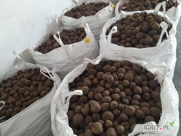 Sprzedam burak ćwikłowy odmiany Monty kal 5-8, 8+ ilości tirowe 