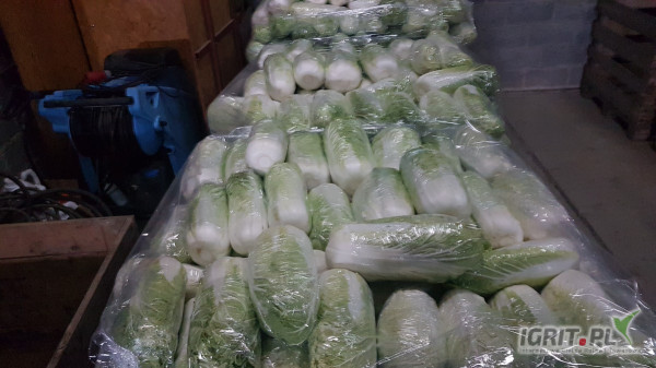 Sprzedam kapustę pekińską 0,5-2,0kg.  Ilosci paletowe. Badania na pozostałości.