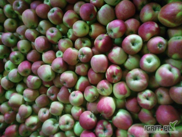 Sprzedam szampiona z ka za wagę bez przerostów 