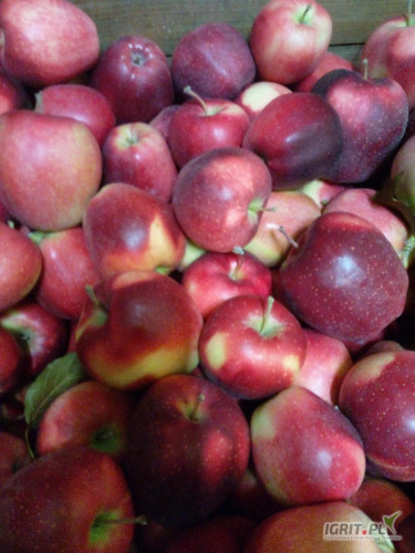 Sprzedam za wagę w skrzyni Gloster zKA jabłko czyste bez gradu dobry kolor 25 skrzyń