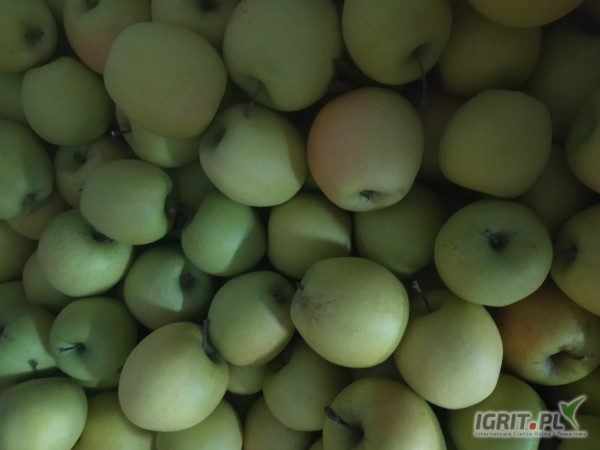 Sprzedam 11 skrzyń goldena z KA za wagę w skrzyni 