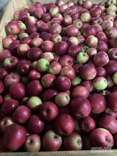 Sprzedam Idared po freshu. Około 100 skrzyń. Cena za wagę w skrzyni