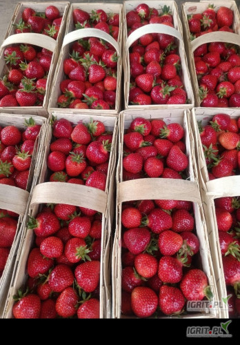 Nawiąże współpracę na sezon 2025 w zakresie sprzedaży truskawki . Możliwy też dowóz min.1000 koszyków /po...