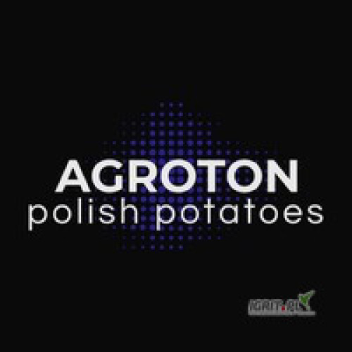 Kupię tirowe ilości ziemniaków Queen Anna oraz innych żółtych odmian , big bag lub worek 15kg, 10 kg