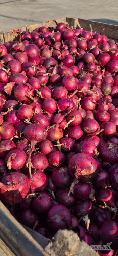 Sprzedam cebule czerwoną 
