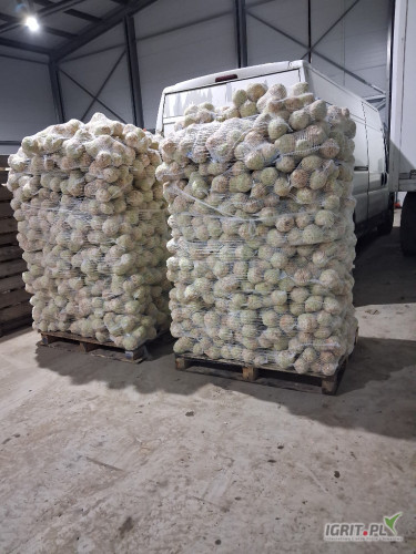 Sprzedam seler handlowy myty 