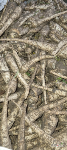 Sprzedam pietruszkę z chłodni na brudno 