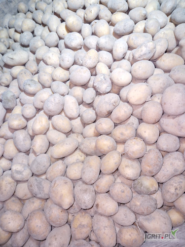 Sprzedam ziemniaki paszowe i wielkości sadzeniaki opakowanie I cena do ustalenia 