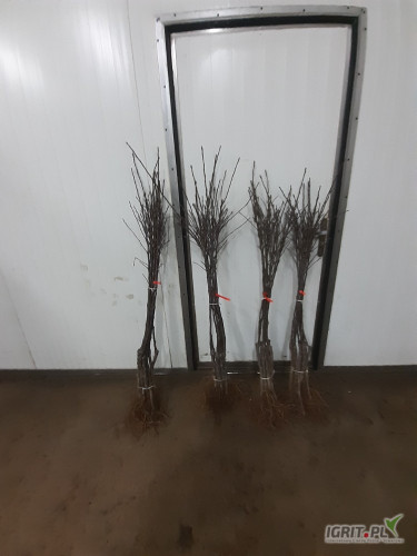 SPRZEDAM DRZEWKA KONFERENCJA PIGWA S1,SZAMPION P14, DARK IDOL M9, GALA S.S M9, GALA S.R M9, PRINS M9, GOLDEN M9, MUNA M9,KORDIA, GRONIASTA