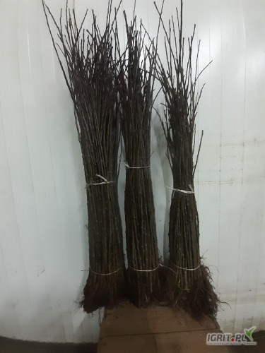 SPRZEDAM PODKLADKE M9, COLT ROZNE SORTY 