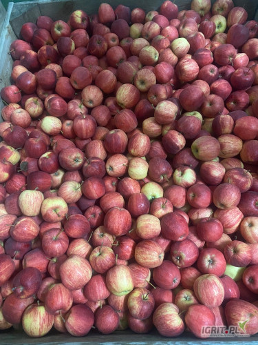 Sprzedam 150 skrzyń gala paskowana 