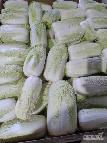 Sprzedam kapustę pekińską 0.5-2.0 kg. Czysta w środku. Z badaniami na pozostałości środków ochrony roślin. 