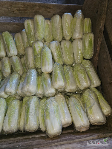 Sprzedam kapustę pekinska, 0.5-1.6kg, Zielona, zdrowa