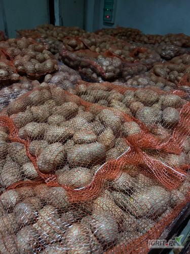 Sprzedam ziemniak Soraya. Worek szyty gruby kaliber. Cena 1 zł. Posiadam również drobny na sadzenie. Kontakt. 887-470-743.