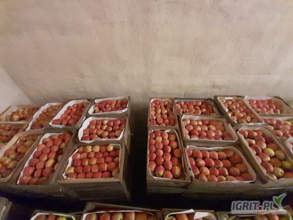 Sprzedam duże ilości Championa i Ligola +8, natomiast Szara Reneta 35 uniwersalek.