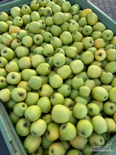 Sprzedam jabłko Princ Golden jonagored 